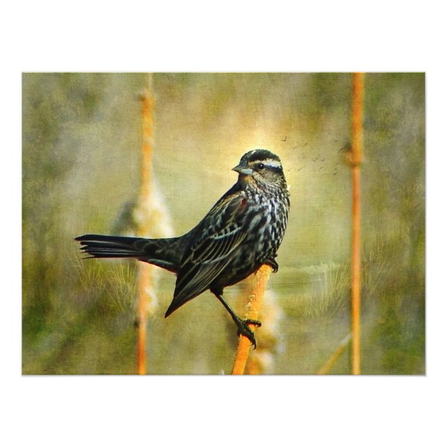 Poster Skriv ut i Limelight (Framsidan)