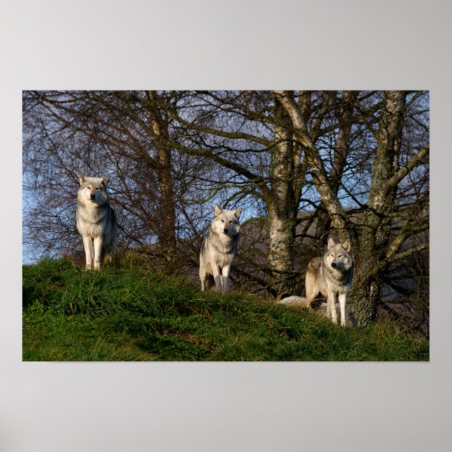 Poster/skriv ut kanadensisk timmerVarg Poster (Framsidan)