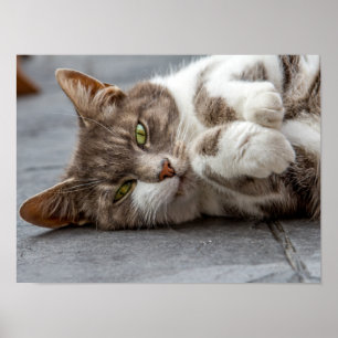 Poster/skriv ut katt poster