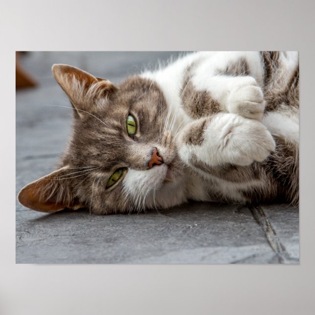 Poster/skriv ut katt poster (Framsidan)