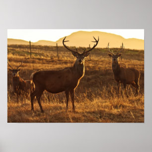 Poster/skriv ut Red Stags Poster