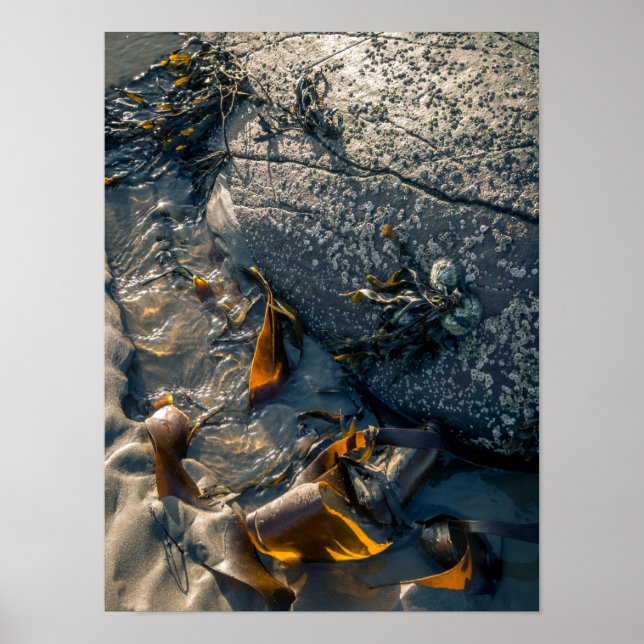 Poster/skriv ut sjögräs poster (Framsidan)