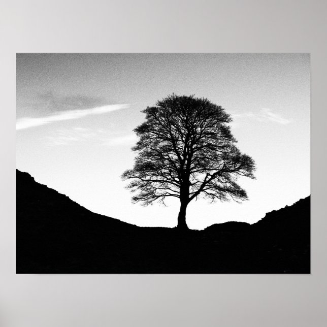 Poster/skriv ut Sycamore-mellanrum Poster (Framsidan)
