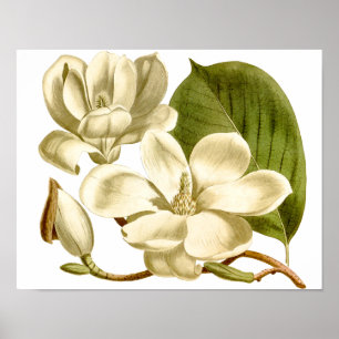 Poster Skriv ut vit Magnolias-Blommigt