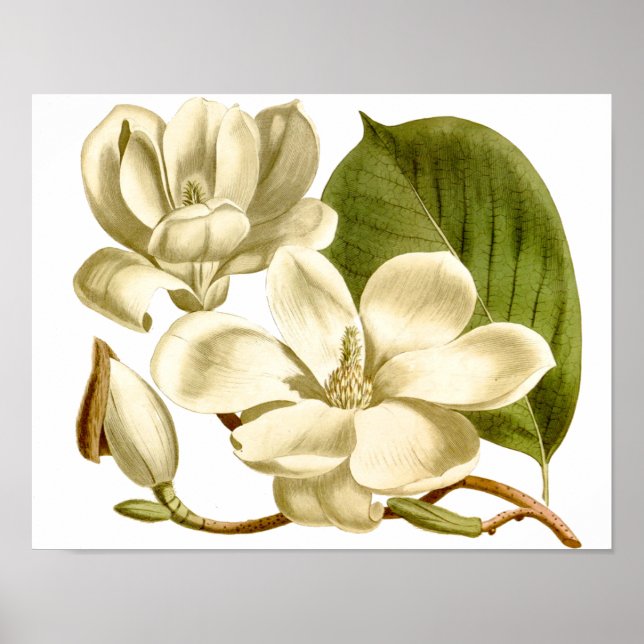 Poster Skriv ut vit Magnolias-Blommigt (Framsidan)