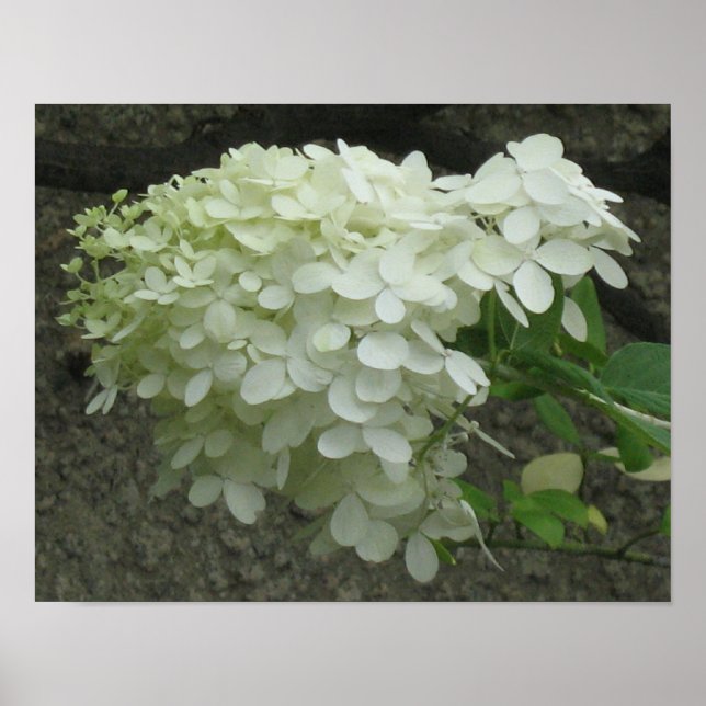 Poster Skriv ut vitt Hydrangeas (Framsidan)