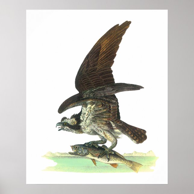 Poster/skriver ut: Osprey - John Audubon Poster (Framsidan)