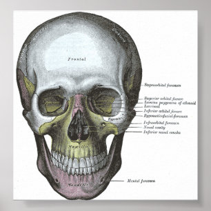 Poster - Skullens framsida