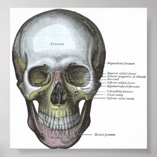 Poster - Skullens framsida