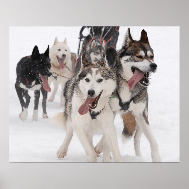 Poster sled dog racing (Framsidan)