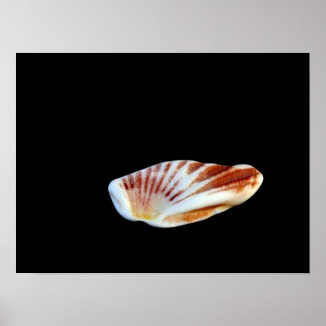 Poster snäcka (Framsidan)