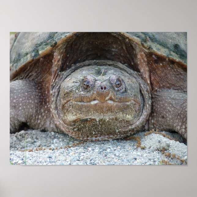 Poster SNAPPING TURTLE (Framsidan)