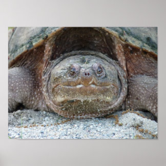 Poster SNAPPING TURTLE