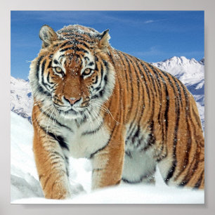 Poster Snö Tiger Mountains Nature Winter Photo