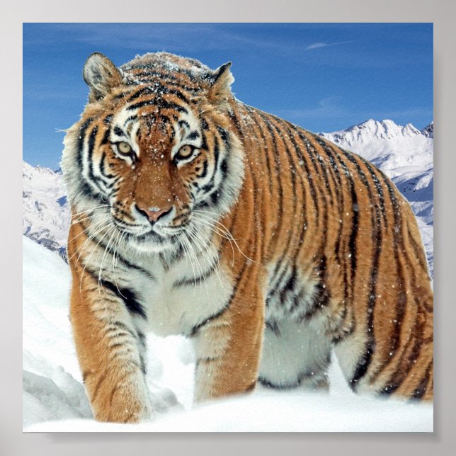 Poster Snö Tiger Mountains Nature Winter Photo  (Framsidan)