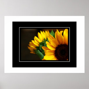Poster solblommor