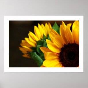 Poster solblommor