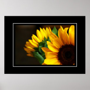 Poster solblommor