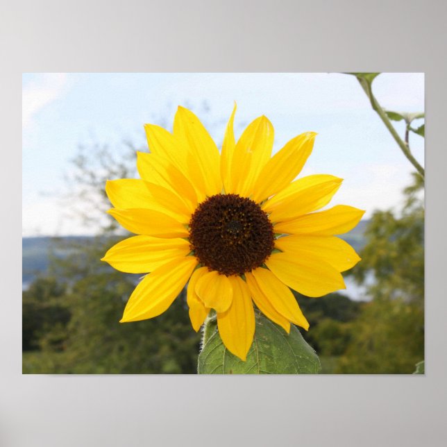 Poster - Solros (Framsidan)