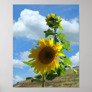Poster - Solros