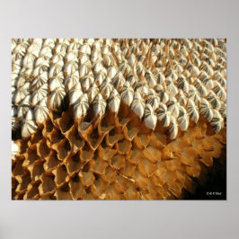 Poster - solrosfrön