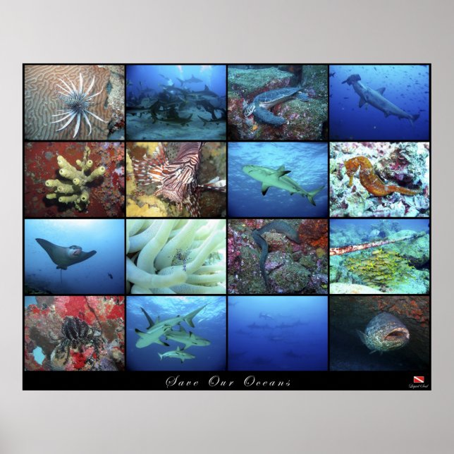 Poster Spara i våra hav (Framsidan)