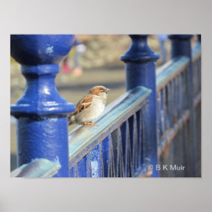 Poster - Sparrow vid stängsel