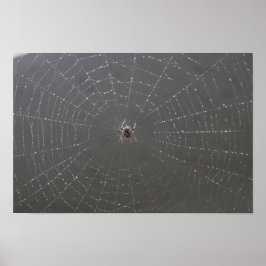 Poster spindelnät