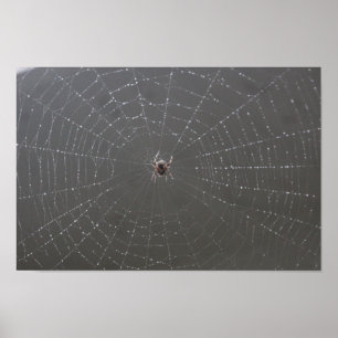 Poster spindelnät