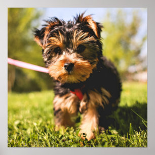 Poster Stäng av Hund för tyst läge