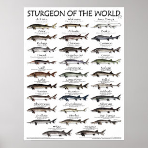 POSTER - STURGEON I VÄRLDEN V2 3D - FÖRSTA GÅNGEN