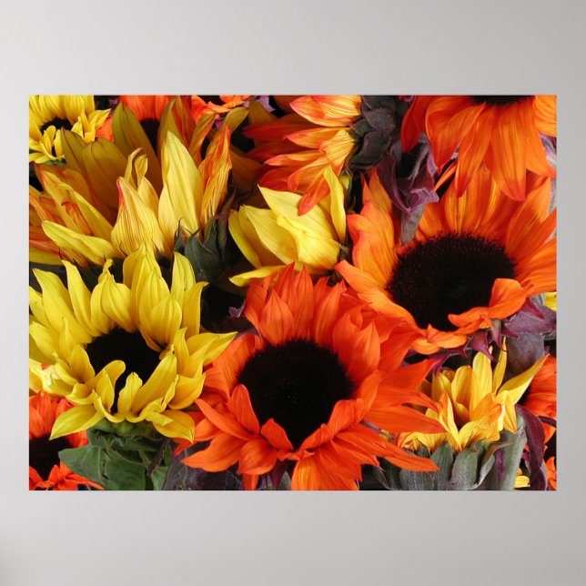 Poster, SUNFLÖDEN # 1 Poster (Framsidan)