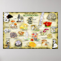 Poster Svampar (ätbara och medicinska)