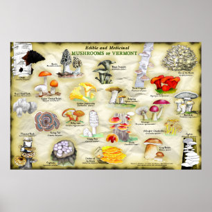 Poster svampar av Vermont