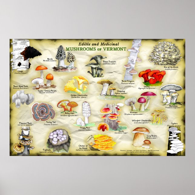 Poster svampar av Vermont (Framsidan)