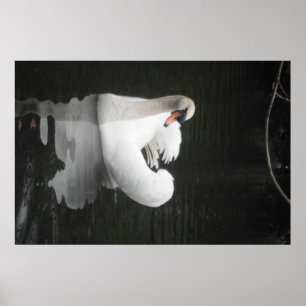 Poster Svan Swimming