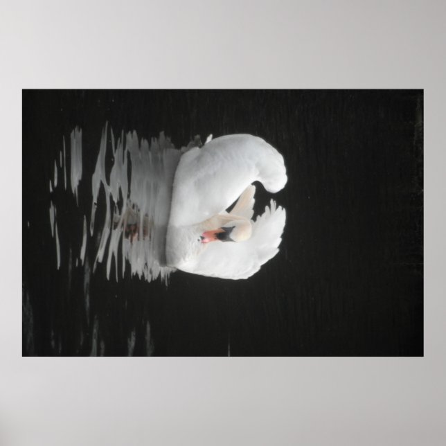 Poster Svan Swimming (Framsidan)