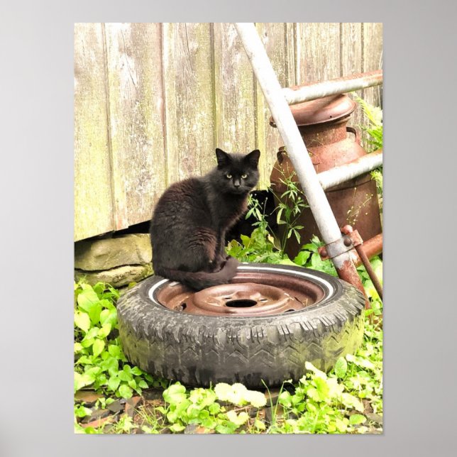 Poster - Svart barn Cat (Framsidan)