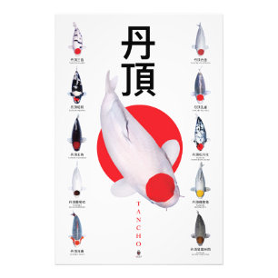 Poster Tancho Koi Collection - 10 sorter