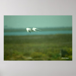Poster - Tern under flygning