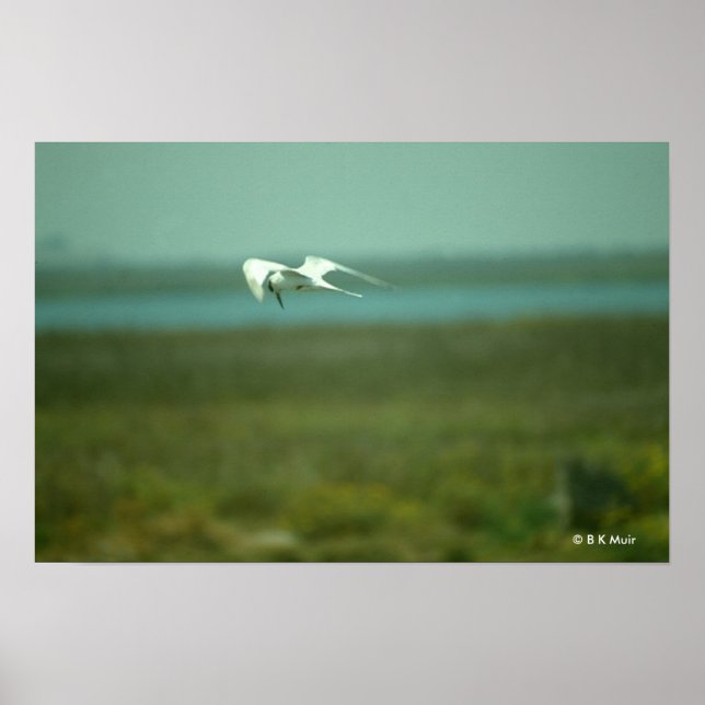 Poster - Tern under flygning (Framsidan)