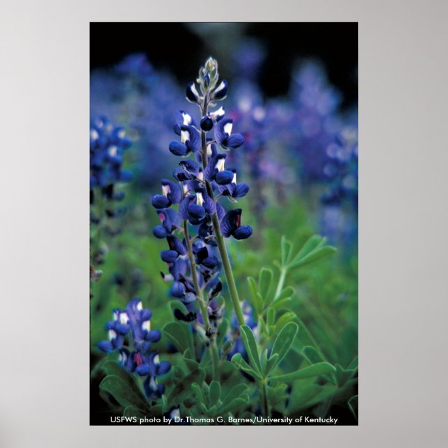 Poster / Texas Bluebonnet (Framsidan)