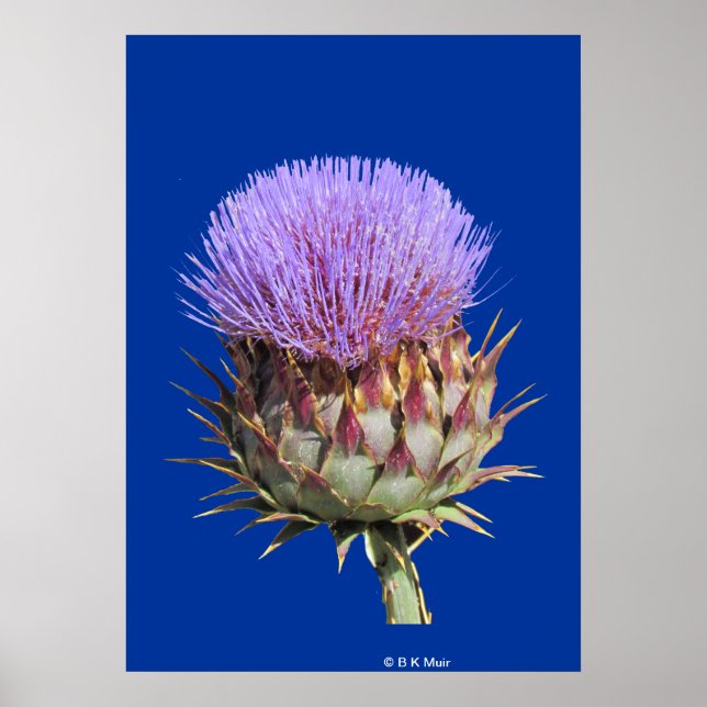 Poster - Thistle (Framsidan)