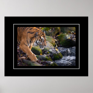 Poster tiger