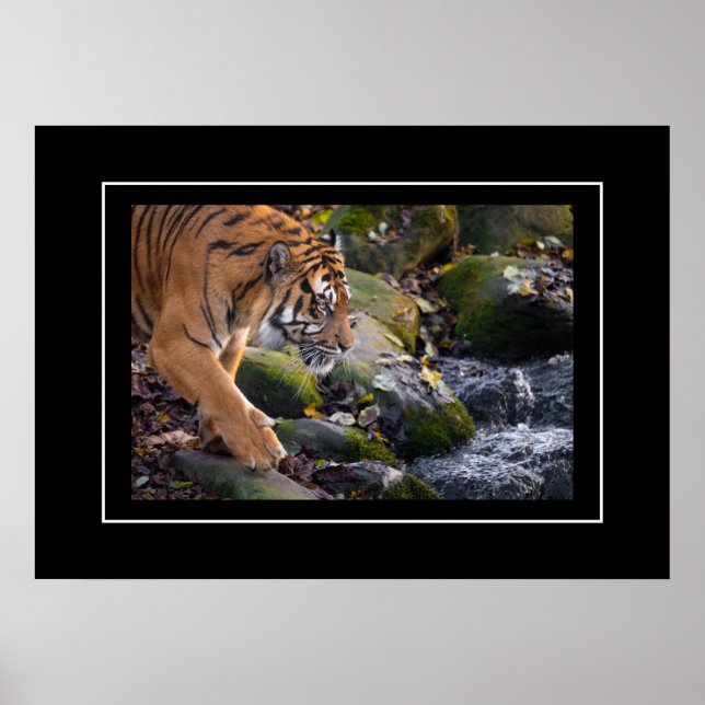 Poster tiger (Framsidan)