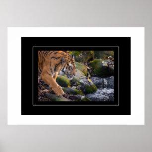 Poster tiger