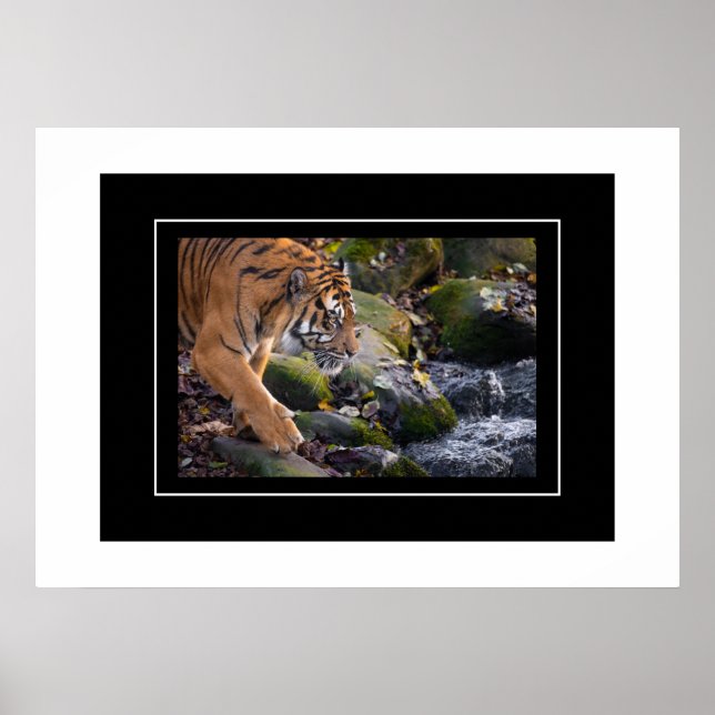 Poster tiger (Framsidan)