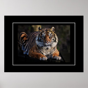 Poster tiger