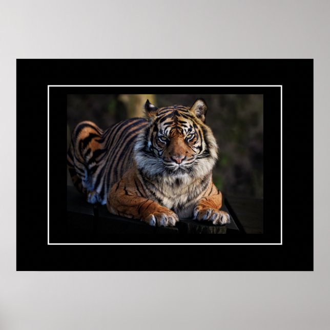 Poster tiger (Framsidan)