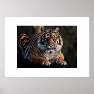 Poster tiger